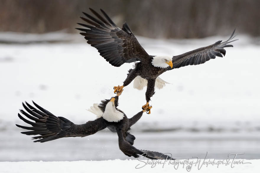 Bald Eagle talons locked at Chilkat Bald Eagle Preserve
