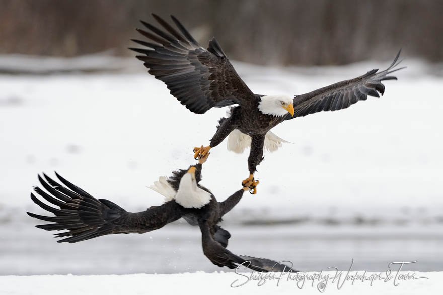 Bald Eagle talons locked at Chilkat Bald Eagle Preserve 20151127 100601