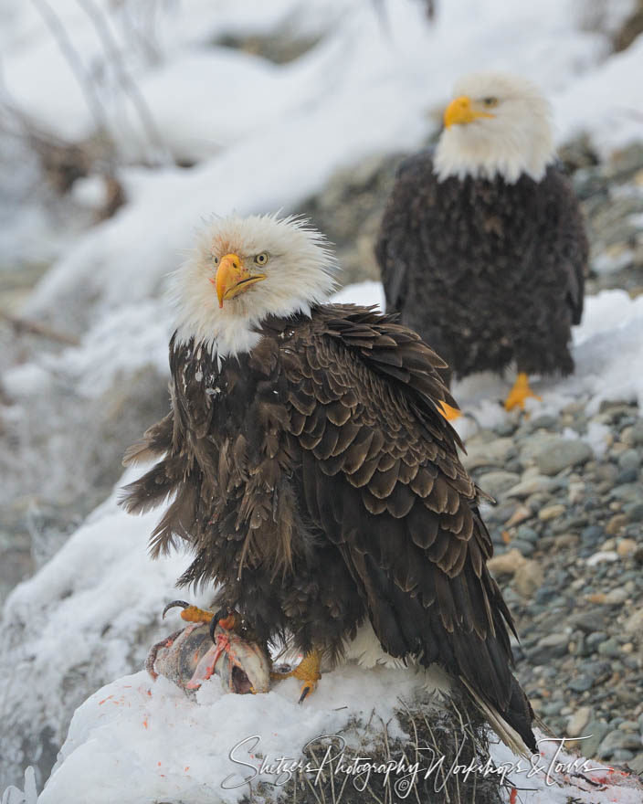 Bald Eagle warning another not to steal its food