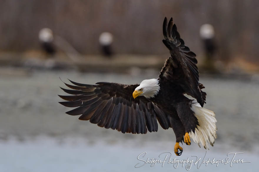 Bald Eagle wings out for landing