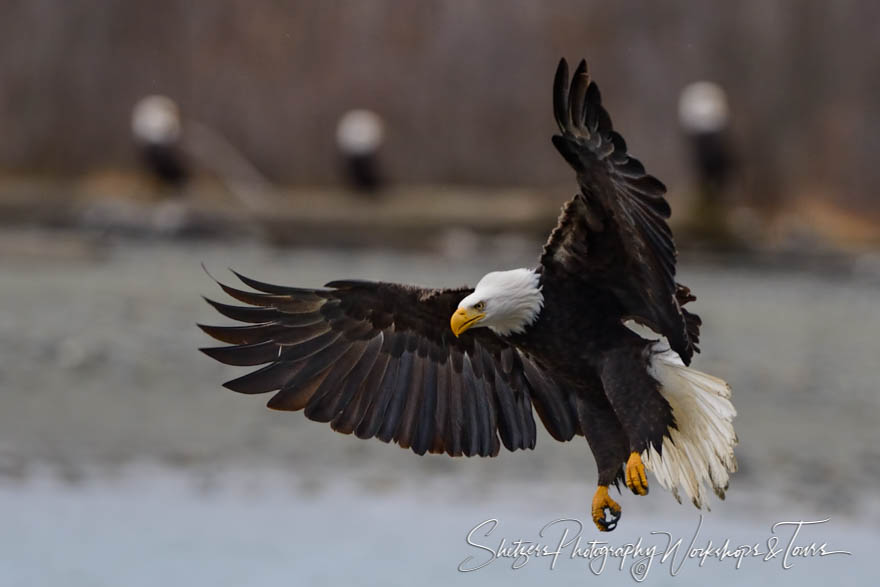 Bald Eagle wings out for landing 20151109 124022