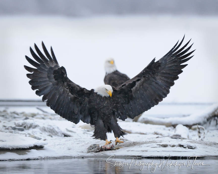 Bald Eagle wings spread during landing