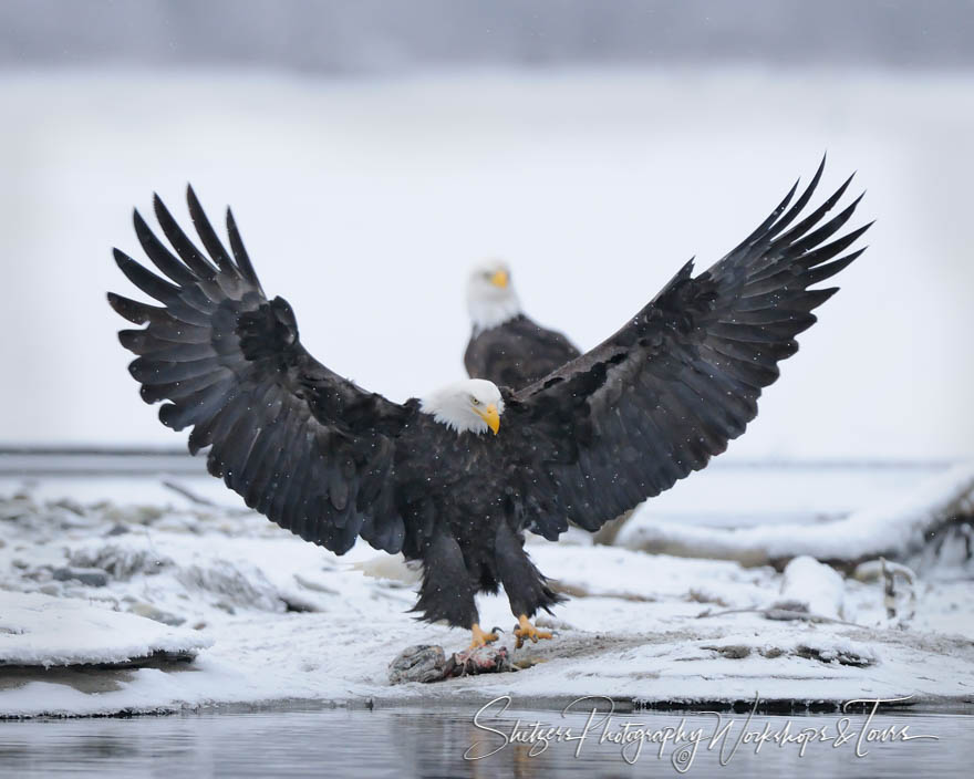 Bald Eagle wings spread during landing 20101128 145852