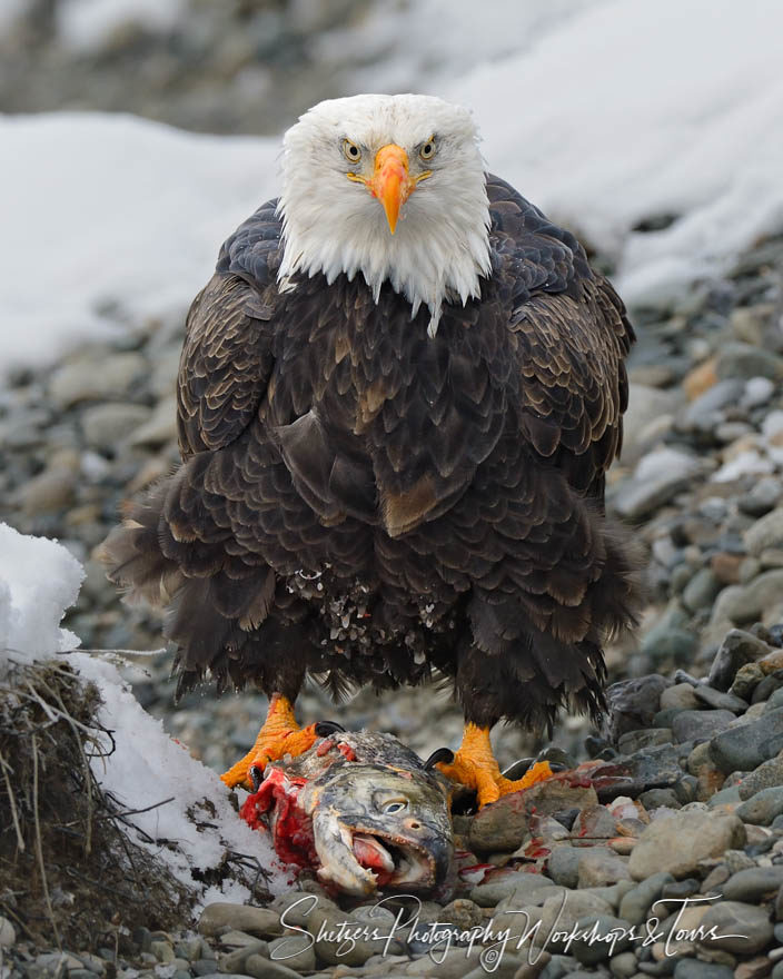 Bald Eagle with Fish Closeup