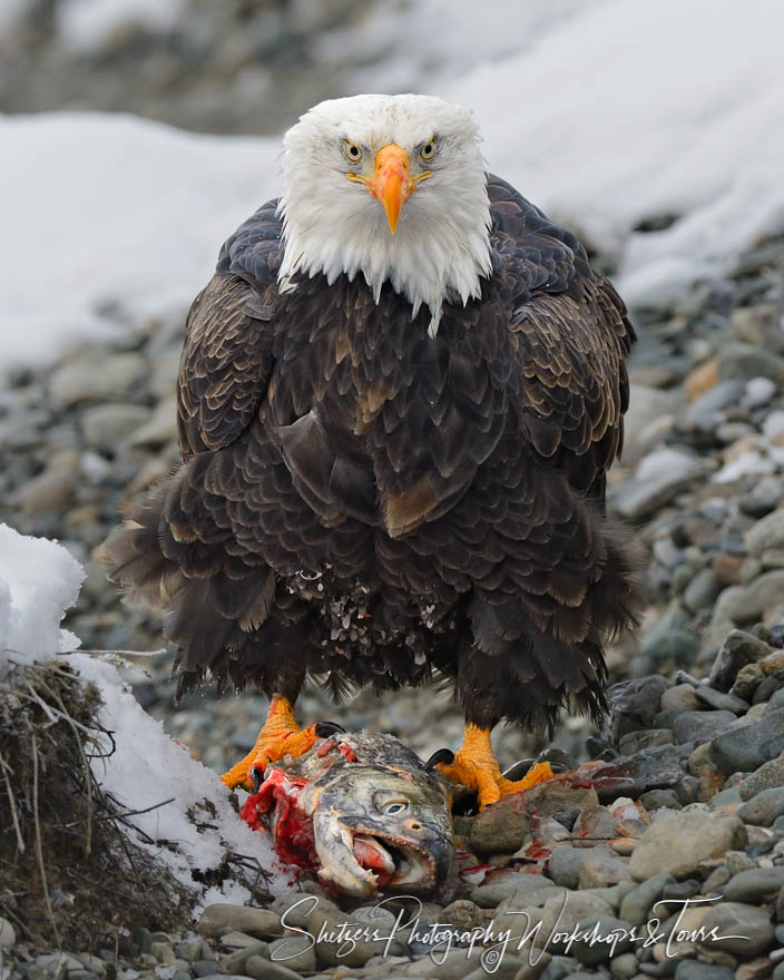 Bald Eagle with Fish Closeup - Shetzers Photography