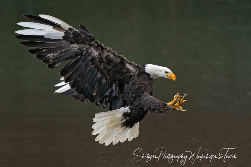 Bald Eagle with Leucism in flight