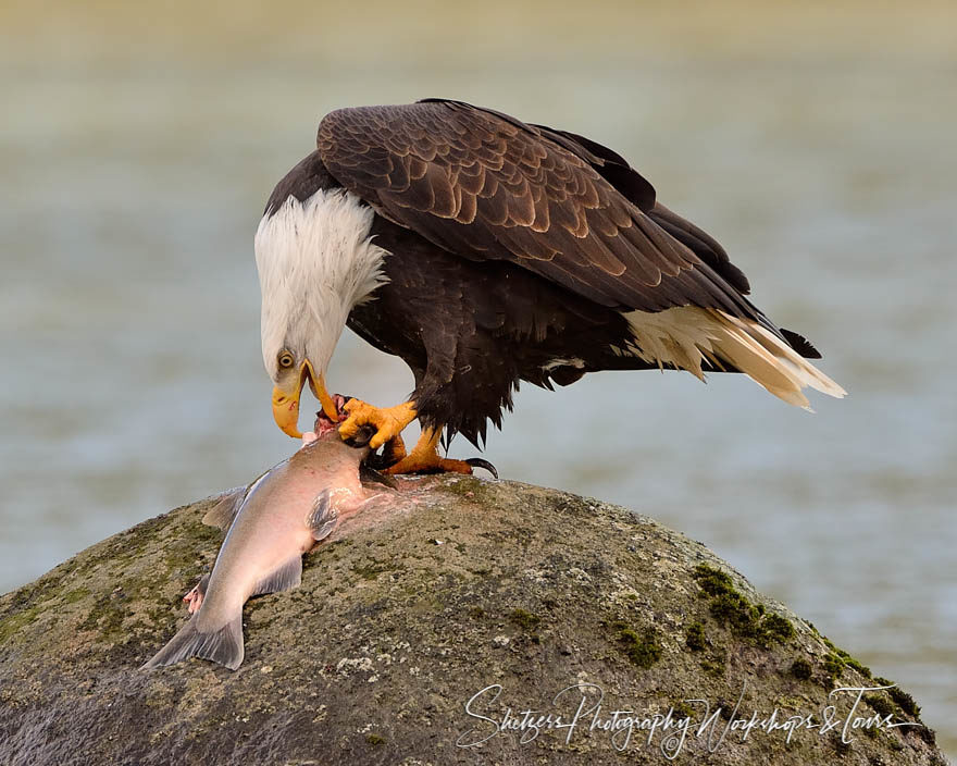 Bald Eagle with Salmon catch