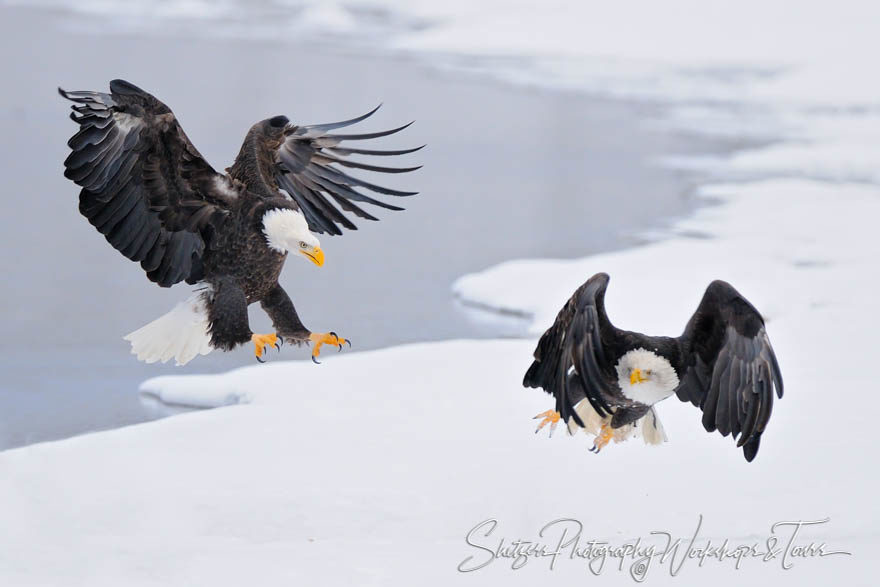 Bald Eagle with Talons chase eagle in flight