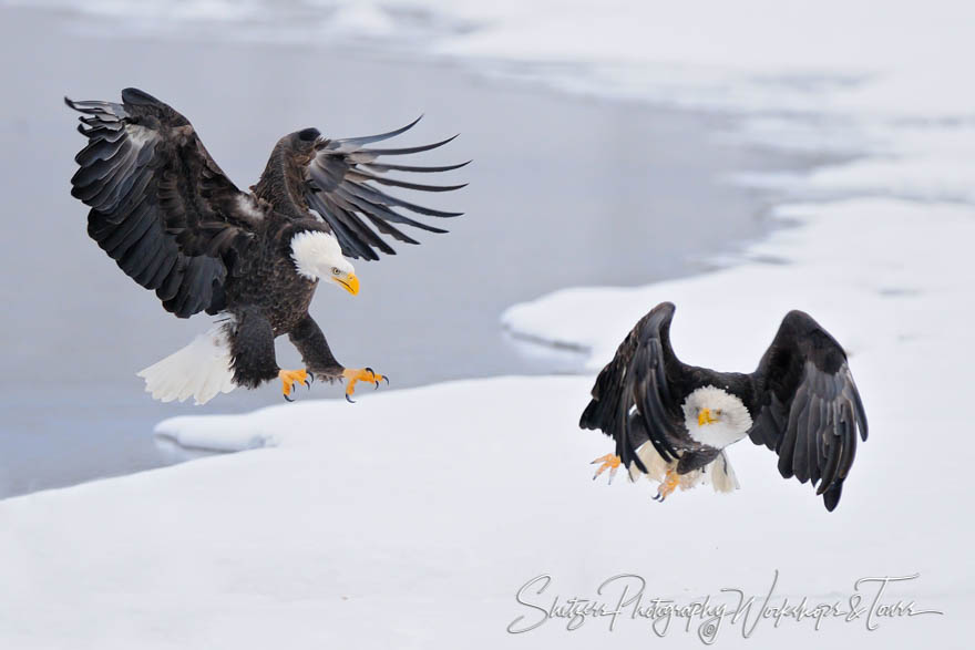 Bald Eagle with Talons chase eagle in flight 20111122 113453