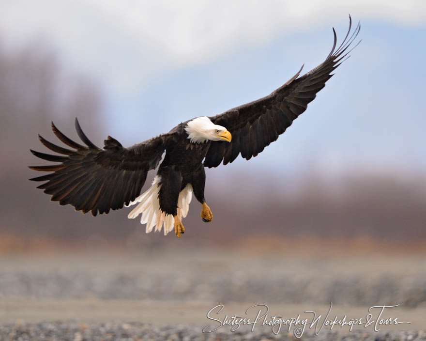 Bald Eagle with Wings stretch out