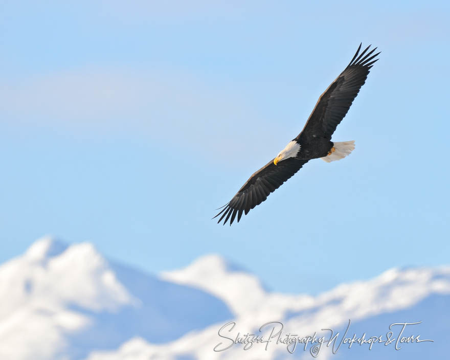 Bald Eagle with blue sky and mountains