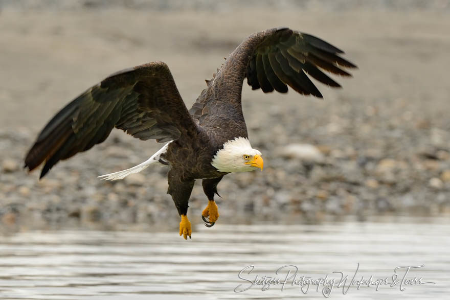 Bald Eagle with talons in flight over water