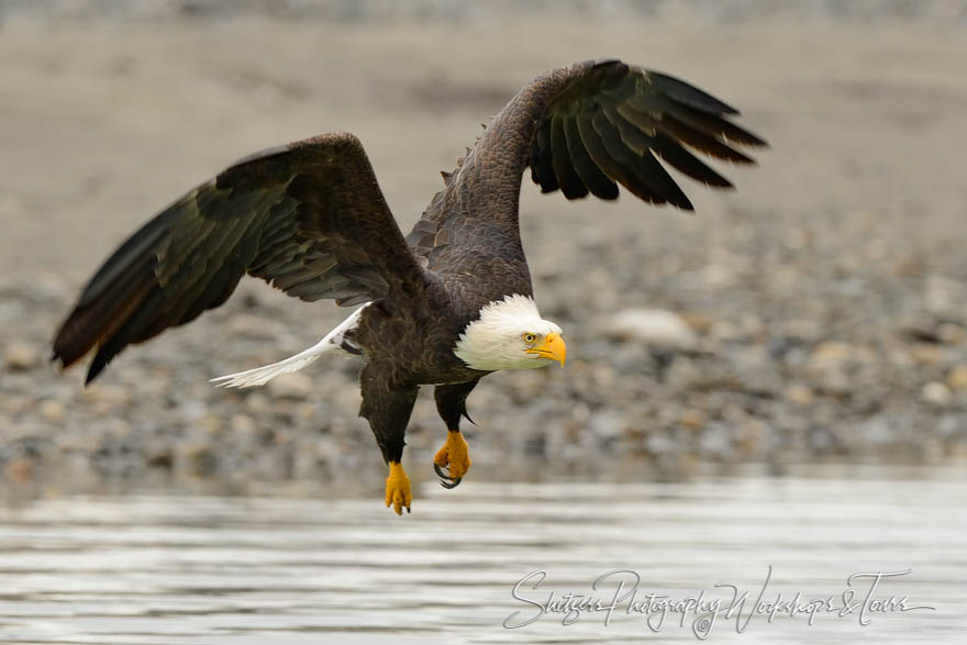 Bald Eagle with talons in flight over water 20141106 125230