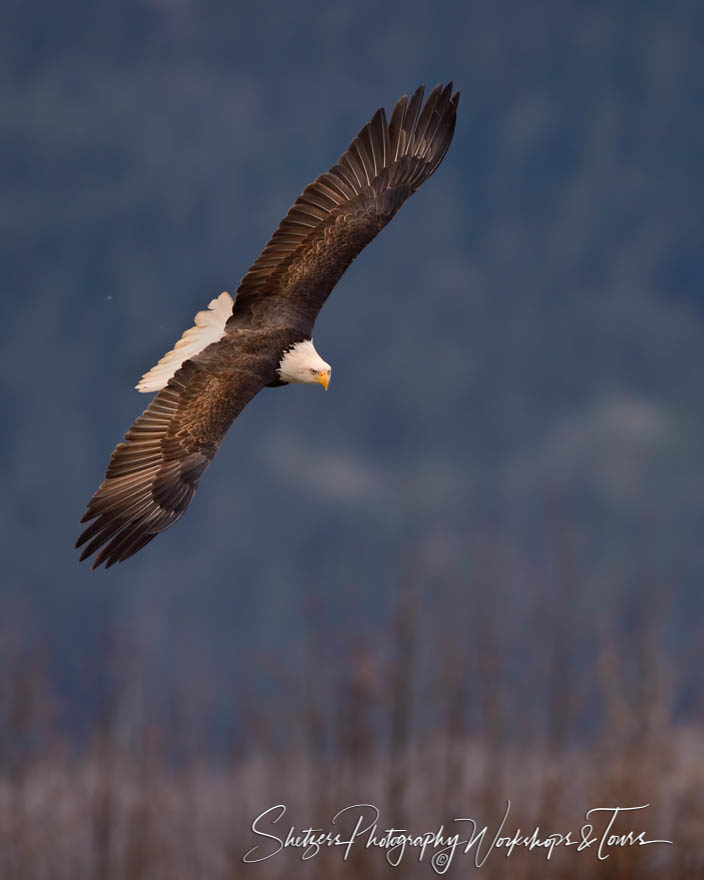 Bald Eagle with wings extended