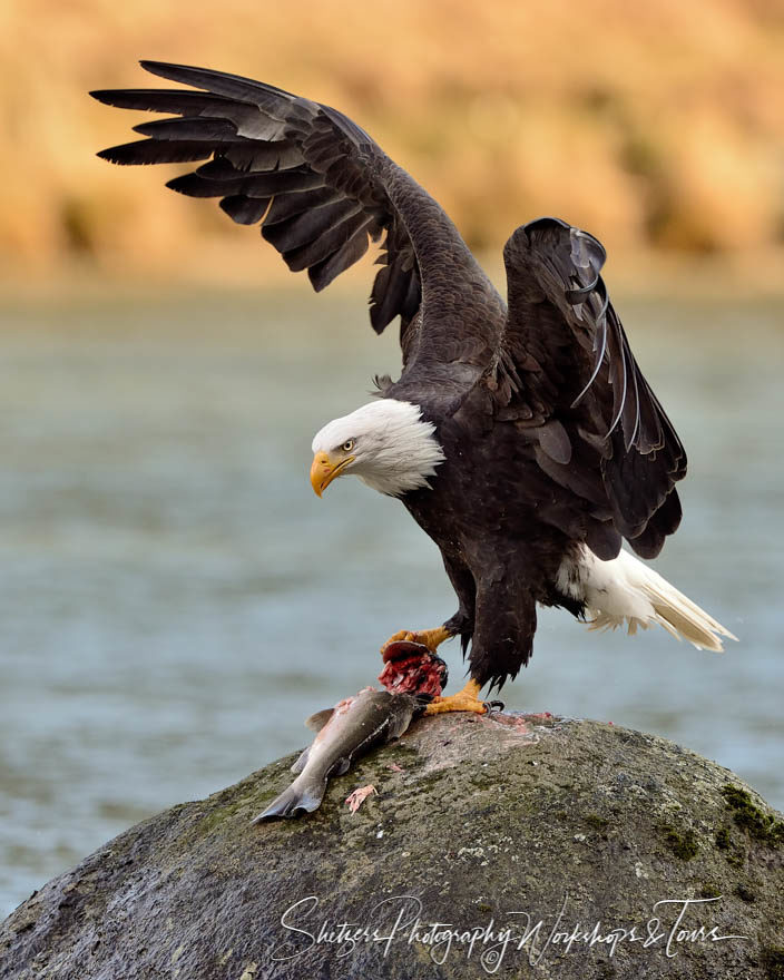 Bald Eagle with wings extended with Salmon