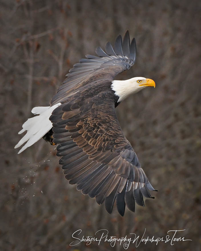 Bald Eagle with wings patterns