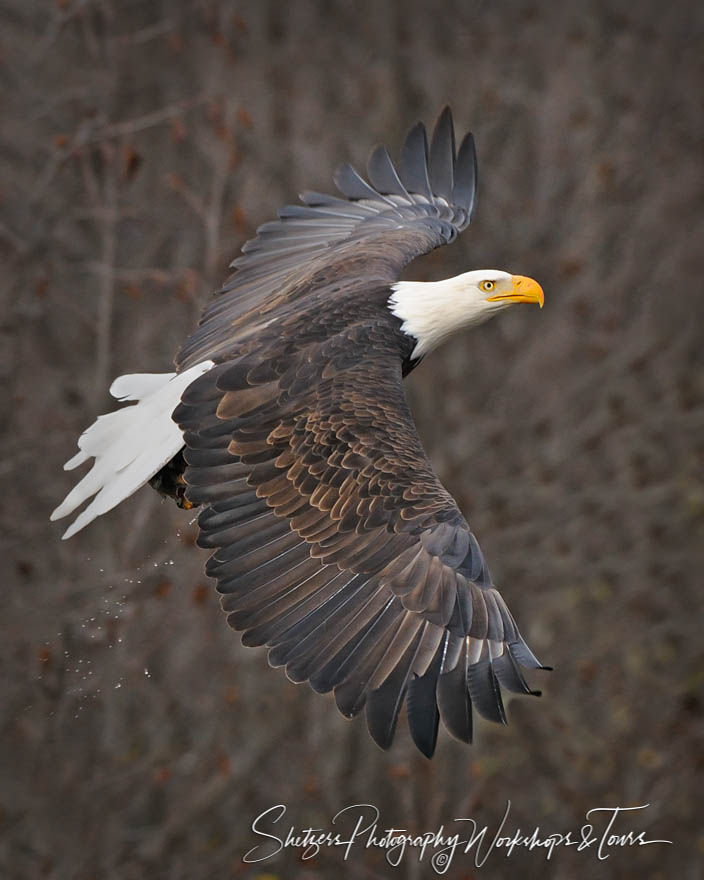 Bald Eagle with wings patterns 20101031 145704