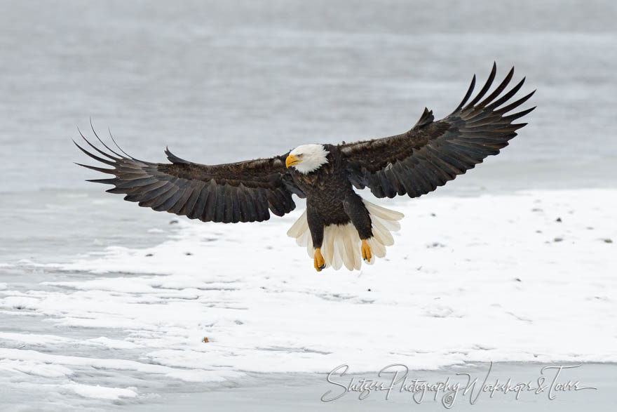 Bald Eagle with wings spread
