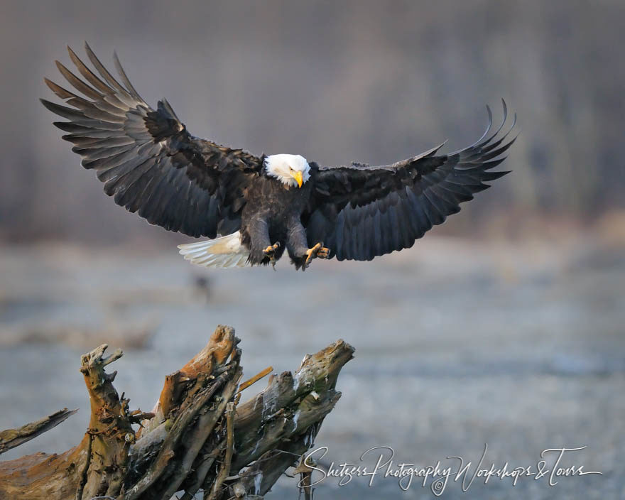 Bald Eagle with wings spread lands on tree