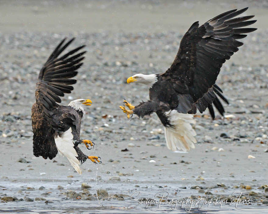 Bald Eagles Challenge for meal