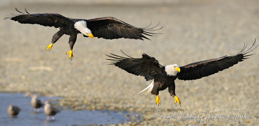 Bald Eagles Chase