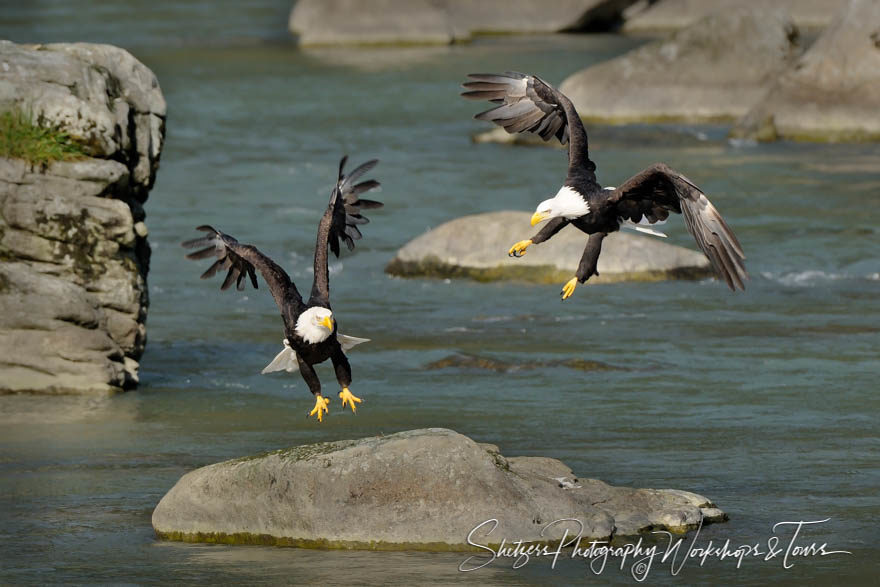Bald Eagles Compete for Territory