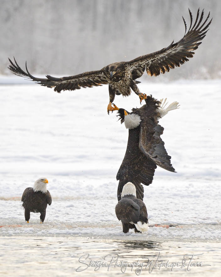 Bald Eagles Fight in the Air