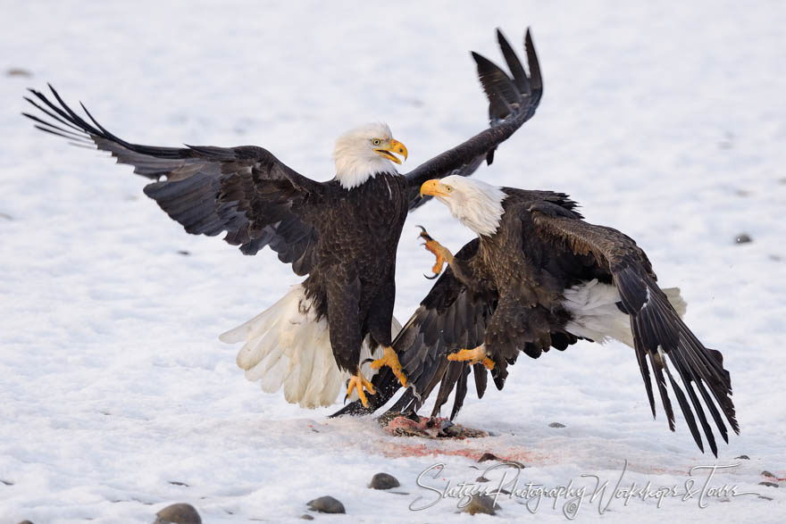 Bald Eagles Fight over a fish