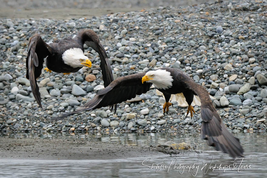 Bald Eagles Fly