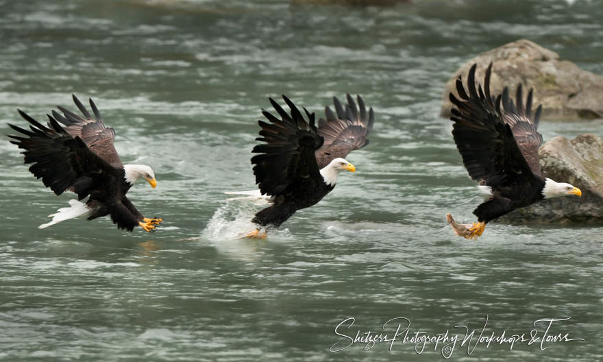 Bald Eagles Fly By Diner