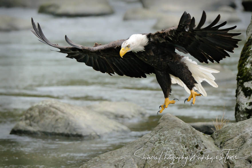 Bald Eagles Gliding Along