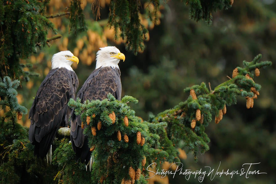 Bald Eagles Nestling in a Tree