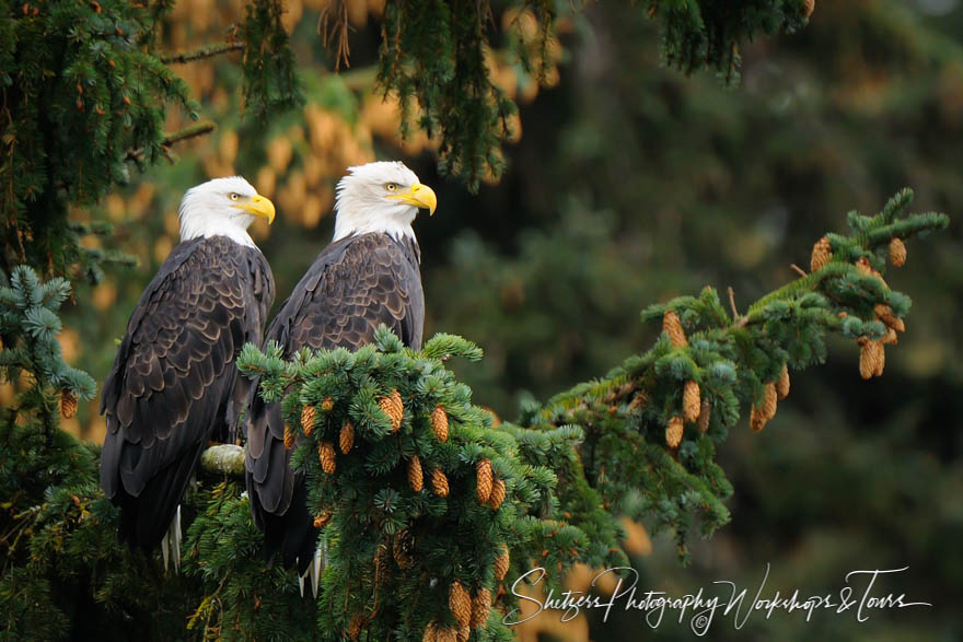 Bald Eagles Nestling in a Tree 20101015 183610