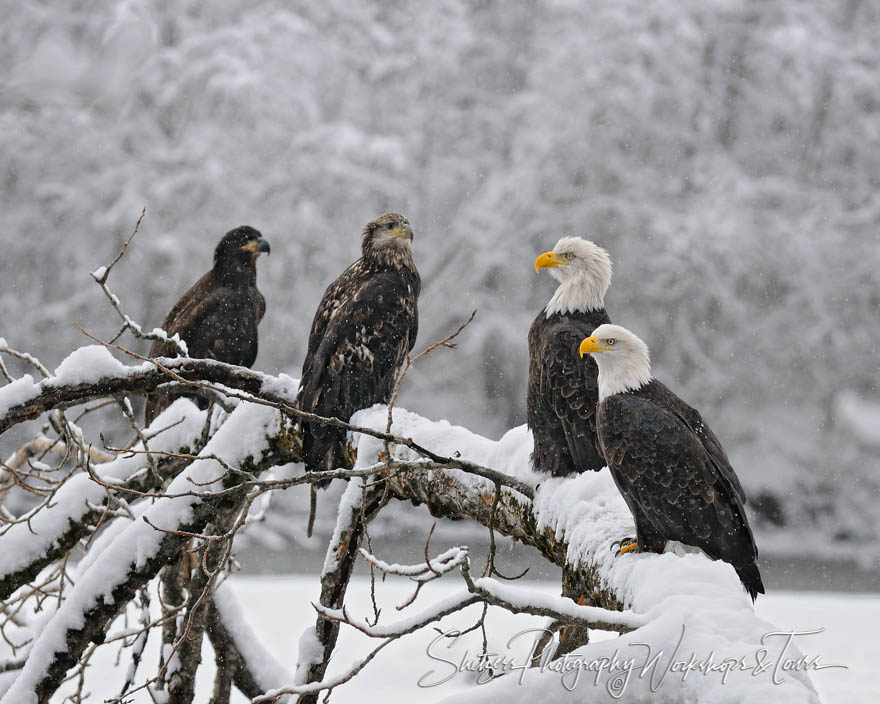 Bald Eagles Stages of Life