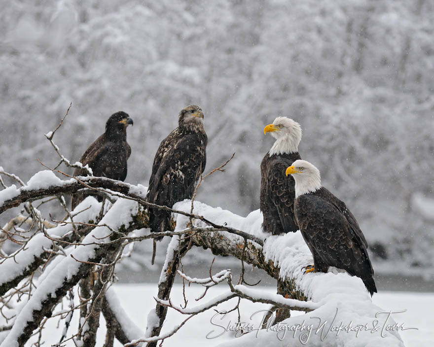 Bald Eagles Stages of Life 20111112 124433