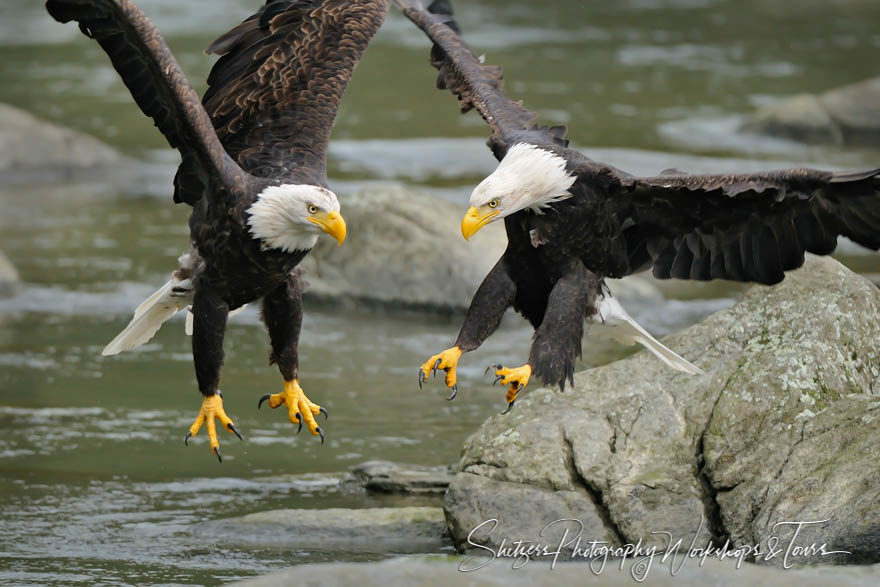 Bald Eagles Territorial Combat