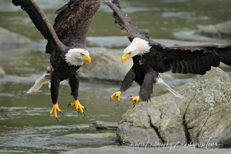 Bald Eagles Territorial Combat 20101012 161826