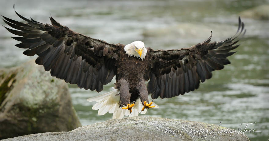 Bald Eagles Wing Stretch