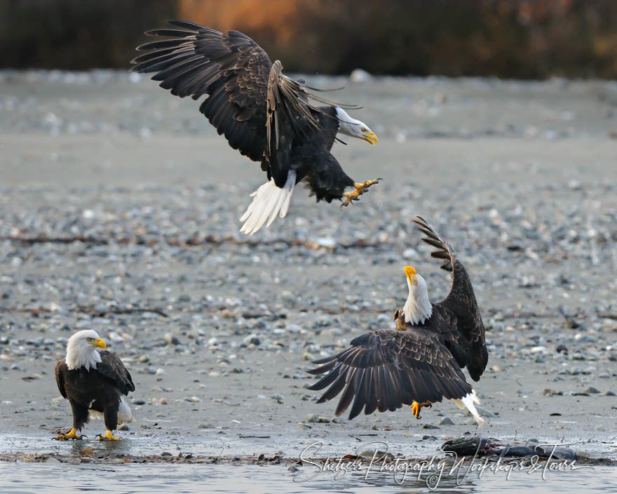 Bald Eagles attack for fish
