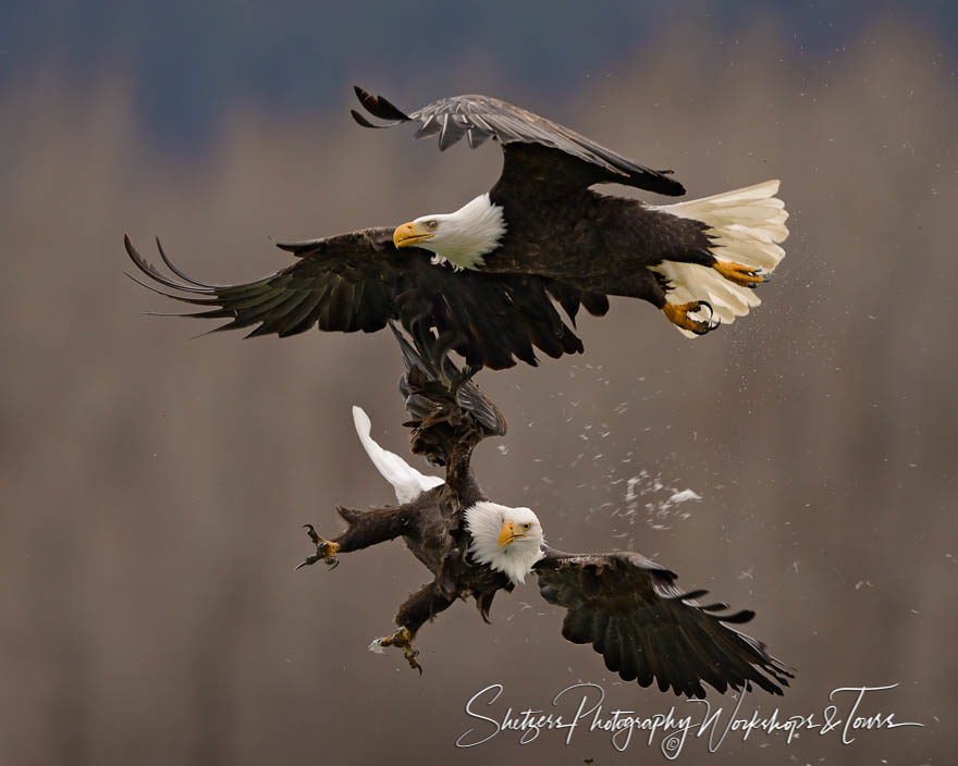 Bald Eagles attack in flight