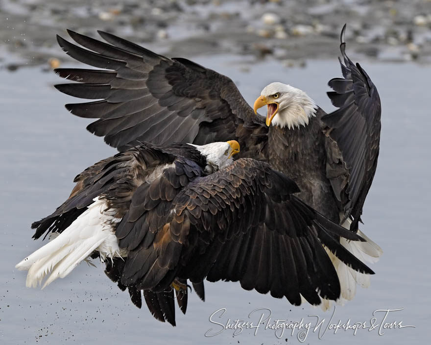 Bald Eagles attack in the air