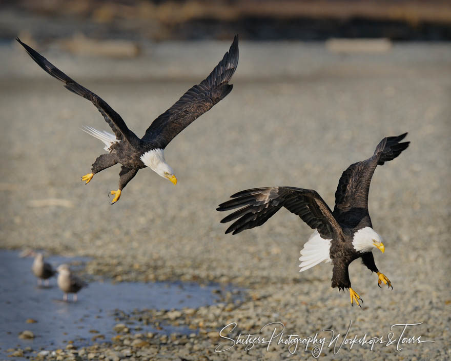 Bald Eagles attack on Chilkat River Alaska