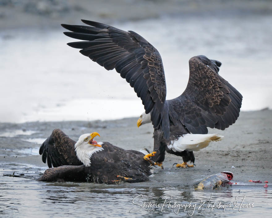 Bald Eagles attack over fish