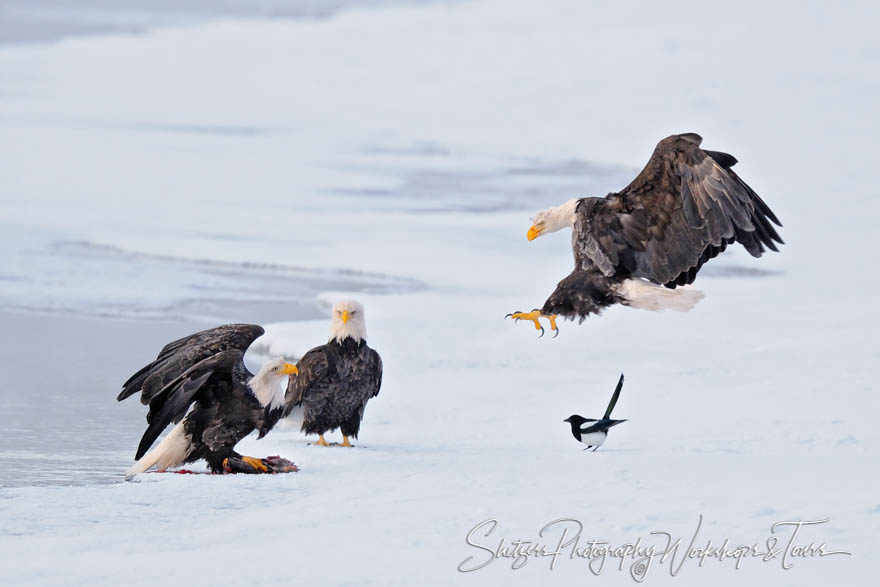Bald Eagles attack over salmon