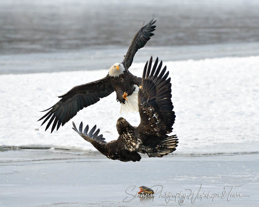 Bald Eagles attack over salmon fishhead