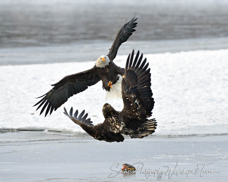 Bald Eagles attack over salmon fishhead 20121119 150355