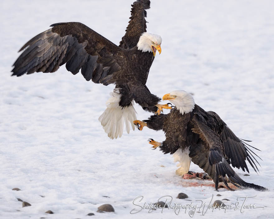 Bald Eagles attack with talons on snow