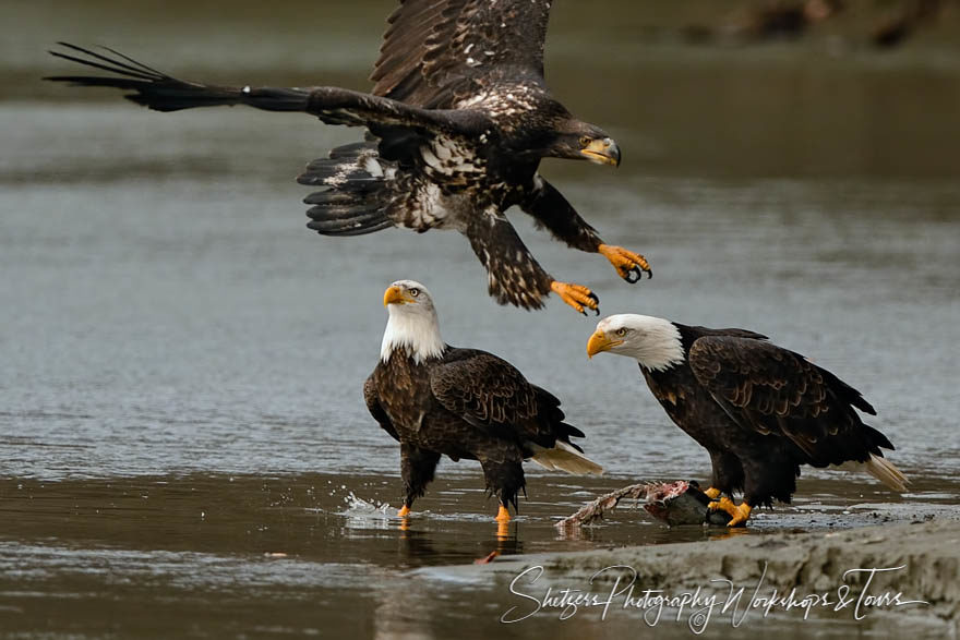 Bald Eagles compete over salmon with juvenile inflight