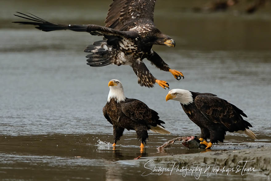 Bald Eagles compete over salmon with juvenile inflight 20151109 161018