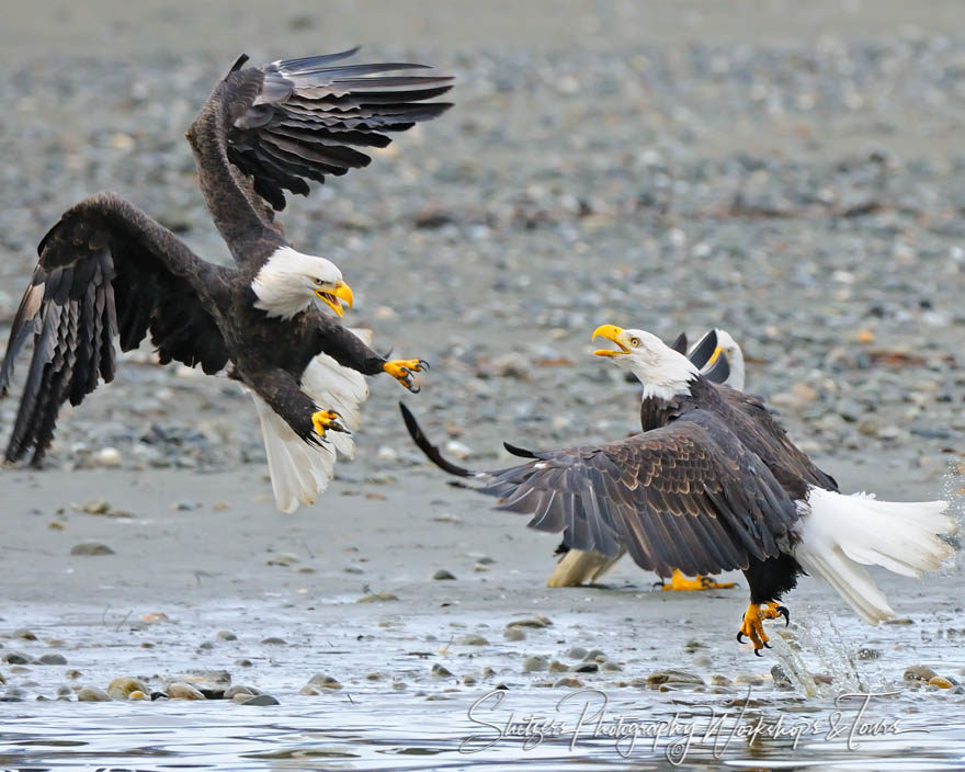 Bald Eagles fight